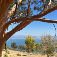 Эвкалипт :: Александр Деревяшкин