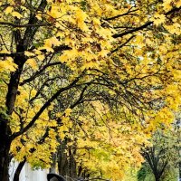 Гуляя по осеннему городу... :: Светлана 13.06.