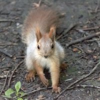 Я, твоя белочка :: Игорь Протасов