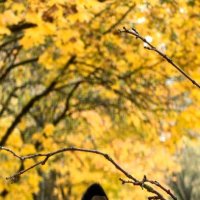 Осеняя фотосессия) :: Светлана 13.06. Осеняя фотосессия) :: Светлана 13.06.