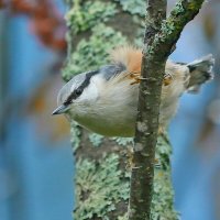 молодое поколение дерзает ... :: Andrey Bragin 