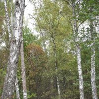 В осеннем лесу... :: Freddy 97