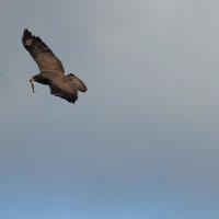 дикий мир осенью :: ИННА ПОРОХОВА