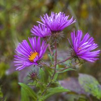 Осенний цветок :: Игорь Протасов