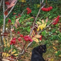 Сыт не будешь одной красотой! :: veilins veilins