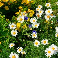 Ромашки +... :: Игорь Тельцов