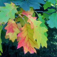 ...осенние выскочки.. :: galalog galalog ...осенние выскочки.. :: galalog galalog