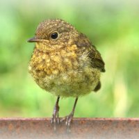 Заряныш :: Вячеслав Минаев