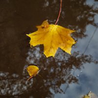 Упавший в лужу кленовый лист :: Александр Синдерёв