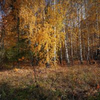 "Золотые деньки октября"© :: Владимир Макаров "Золотые деньки октября"© :: Владимир Макаров