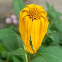 Грусть осени. :: Михаил Колосов 