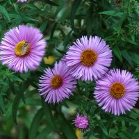 Дачные цветочки, осенние :: Татьяна Машошина