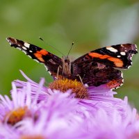 из вчерашней съёмки 2 :: Александр Прокудин