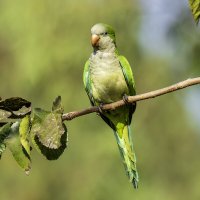 Калита. :: Alexander Amromin