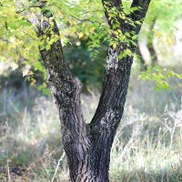 В парке :: Андрей Л. В.