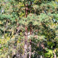 В парке :: Андрей Л. В.