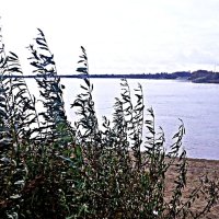 Октябрь...Еще зеленеют тальники над рекой! :: Владимир 