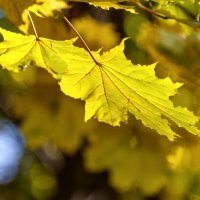 Осенний этюд :: Валерий Иванович Осенний этюд :: Валерий Иванович