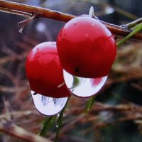 После дождя :: Людмила Смородинская После дождя :: Людмила Смородинская