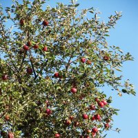 урожай :: Елена Шаламова