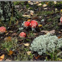 Лесной доктор.... :: Aleksandr Gal