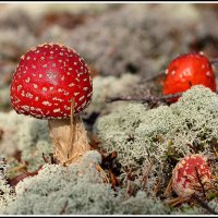 *** :: Aleksandr Gal