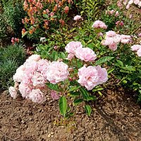 Цветы. :: Владимир Драгунский