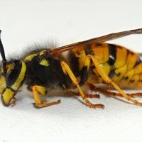 Таких гостей на кухне нам не надо! :: Андрей Заломленков