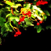 Созревает... :: Юрий Гайворонскiий