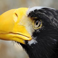 На охоте :: Андрей Пристяжнюк