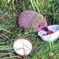 Лесной гость :: Ольга Довженко