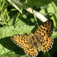 Бабочка :: Евгений Васильев