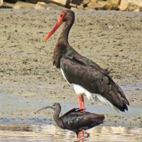 Чёрный аист и каравайка :: Николай Волков Чёрный аист и каравайка :: Николай Волков