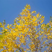 Осеннее небо :: Елена Семигина