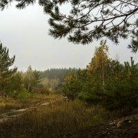 Цвет и туманность :: sorovey Sol