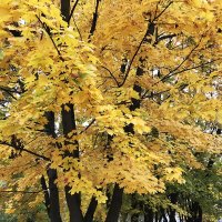 Золотая осень :: Лариса Корж Золотая осень :: Лариса Корж