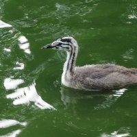 Молодая чомга :: Рита Симонова