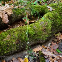 Корень старого дерева :: Александр Синдерёв