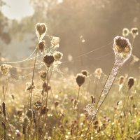 **** :: Елена Kазак (selena1965) **** :: Елена Kазак (selena1965)