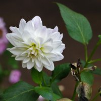 Осенний георгинчик :: Светлана 