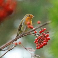 осенний дождь :: Andrey Bragin осенний дождь :: Andrey Bragin