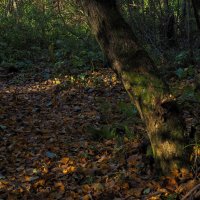 По Лесным Дорожкам :: юрий поляков