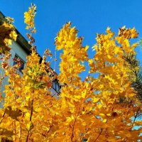 Золотая осень :: светлана льдокова