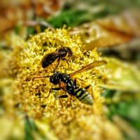 ....опасные соседи.. :: Георгий Никонов ....опасные соседи.. :: Георгий Никонов