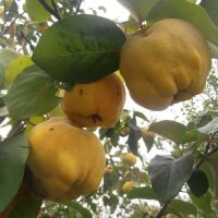 Айва созрела :: Наталья 