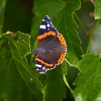 Адмирал 2 :: Александр Посошенко