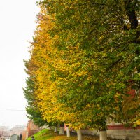 вот и осень пришла... :: Батик Табуев вот и осень пришла... :: Батик Табуев