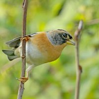 ...доволен  всем ... :: Andrey Bragin 