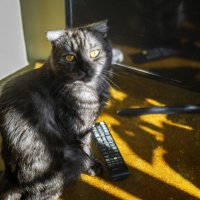 Телевизор будем смотреть..? :: Игорь Протасов