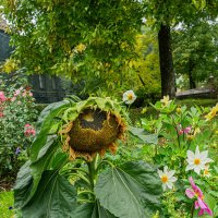 В Польском саду :: Ирина Соловьёва